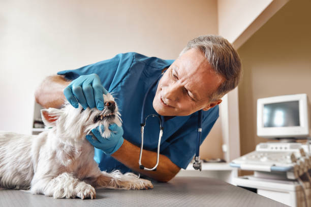 Best Walk-In Emergency Dental Services in Moores Mill, AL